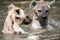 Playing hyena in the water