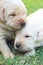 Playing labrador puppies on green grass - three weeks old.