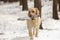 Playing labrador in snow