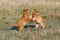 Playing Lion cubs