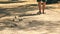 Playing Petanque in the Park - Metal Balls and Orange Wooden Ball on Rock Yard with a Man Standing in the Sun