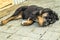 Playing the Tibetan Mastiff puppy.