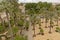 Plaza with palm trees and benches in Cordoba, view from above