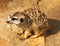 Pleading Southern African Meerkat