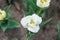 Pleasant aroma. Gardening concept. Grow flowers garden. Spring holidays. Adorable tulips. Tulips farm. Tulips field
