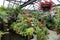 A pleasant corner in a greenhouse near a pond surrounded by tropical plants