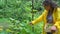 Pleasant experienced female farmer picking ripe cucumbers into a wooden crate. Harvest time.