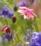 Pleasant Pastels Pink Columbine Glowing With Soft Focus Purple in Background