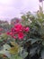 A Pleasant Plumbago indica in Rose and Jasmine Garden Islamabad.jpg