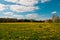 Pleasant sunny summer countryside landscape: blue sky, green grass and forest trees, white clouds and yellow dandelion flowers on