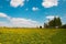 Pleasant sunny summer countryside landscape: blue sky, green grass and forest trees, white clouds and yellow dandelion flowers on