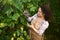 Pleasant woman viticulturist, wine grower picking grapes in a vineyard, enjoying harvesting on an early sunny autumn day