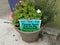 Please don `t pee on my petunias sign in flower pot