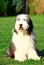 Please play my game! Bearded collie sitting and waiting for the big game.