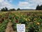 Please stay on path sign in colorful dahlia field