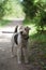 Pleased pedigree fox terrier on a walk.