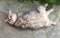 Pleased well-fed cat of British breed lies on its back, raise paws, on concrete surface