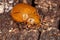 Pleasing Fungus Beetle