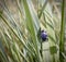 Pleasing fungus beetle on the grass