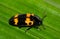 Pleasing Fungus Beetle Megalodacne fasciata isolated on a green leaf.