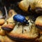 Pleasing fungus beetles are about 1 inch long and their eyes, head, legs and underside are shiny black.