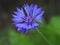 Pleasing to the eye blue cornflower. Blue Cornflower centaurea.