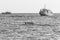 Pleasure boats and young boys and girls swim in the sea, black and white photo