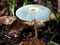 Pleated Inkcap or Little Japanese Parasol mushroom in Autumn