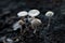 Pleated inkcap mushrooms Parasola plicatilis growing in autumn on brown soil