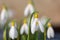 Pleated snowdrops galanthus plicatus flowers