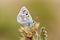 Plebejus aegagrus butterfly , endemic butterflies of Iran