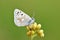 Plebejus aegagrus butterfly , endemic butterflies of Iran