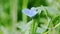 Plebejus argus perched on a plant. Beautiful silver studded blue butterfly takes flight at the end of the clip. Summer