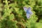 Plebejus idas , The Idas blue or northern blue butterfly