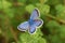 Plebejus idas , The Idas blue or northern blue butterfly