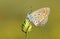Plebejus zephyrinus butterfly , butterflies of Iran
