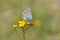 Plebejus zephyrinus butterfly on flower