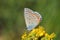Plebejus zephyrinus butterfly on yellow flower