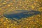 A pleco fish in the water by Everglades, Florida, U.S.A