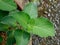 Plectranthus amboinicus plants