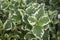 Plectranthus coleoides leaves close up