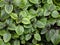 Plectranthus coleoides or swedish ivy or creeping charlie green plant.