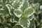 Plectranthus coleoides variegated foliage