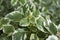 Plectranthus coleoides variegated foliage