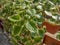 Plectranthus glabratus plant closeup. mosquito plant