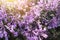 Plectranthus Mona Lavender flowers