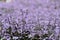 Plectranthus Mona Lavender flowers