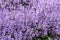 Plectranthus Mona Lavender flowers background