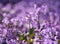 Plectranthus Mona Lavender flowers on the nature