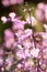 Plectranthus Mona Lavender flowers on a sunny day